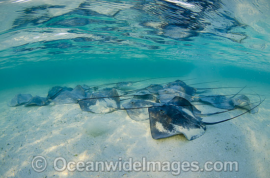 Pink Whiprays close to shore photo