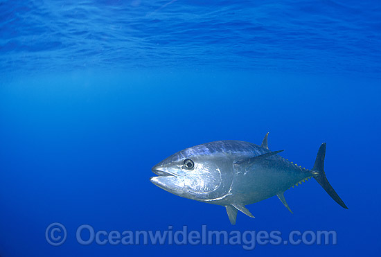 Southern Bluefin Tuna photo