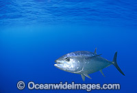 Southern Bluefin Tuna Photo - Gary Bell