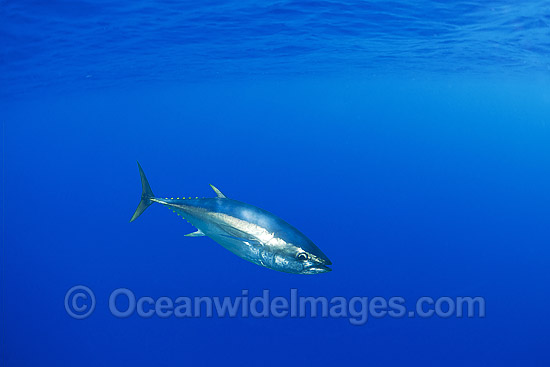 Southern Bluefin Tuna (Thunnus maccoyii). Found throughout the world mainly in waters between 30¬S and 50¬S. Photo taken off Port Lincoln, South Australia, Australia. Classified as Critically Endangered on the IUCN Red List of Threatened species. Photo - Gary Bell Southern Bluefin Tuna (Thunnus maccoyii). Found throughout the world mainly in waters between 30¬S and 50¬S. Photo taken off Port Lincoln, South Australia, Australia. Classified as Critically Endangered on the IUCN Red List of Threatened species. Photo - Gary Bell
