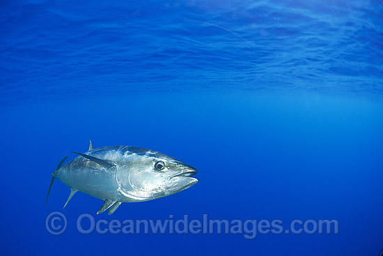Southern Bluefin Tuna (Thunnus maccoyii). Found throughout the world mainly in waters between 30¬S and 50¬S. Photo taken off Port Lincoln, South Australia, Australia. Classified as Critically Endangered on the IUCN Red List of Threatened species. Photo - Gary Bell Southern Bluefin Tuna (Thunnus maccoyii). Found throughout the world mainly in waters between 30¬S and 50¬S. Photo taken off Port Lincoln, South Australia, Australia. Classified as Critically Endangered on the IUCN Red List of Threatened species. Photo - Gary Bell
