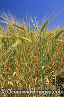 Australian Wheat Photo - Gary Bell