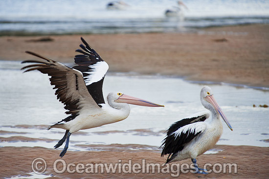 Australian Pelican in flight photo