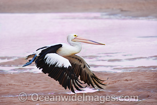 Australian Pelican in flight photo