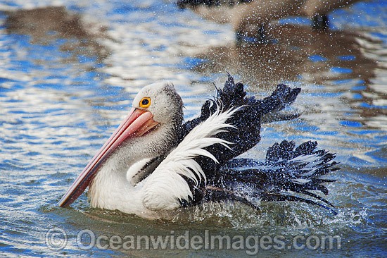 Australian Pelican washing photo