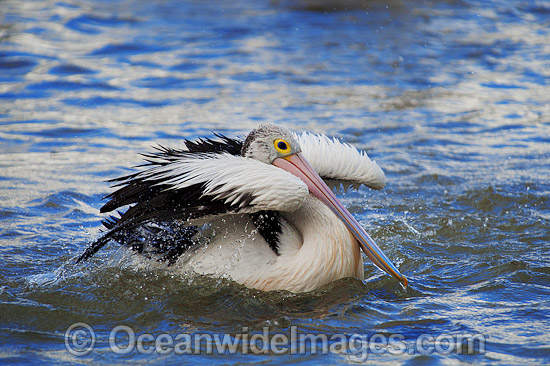Australian Pelican washing photo Australian Pelican washing photo