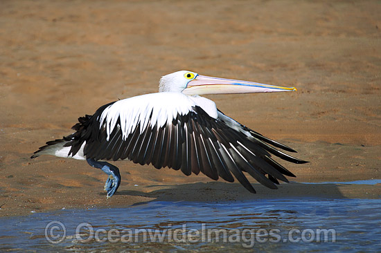 Australian Pelican in flight photo