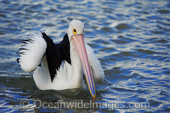 Australian Pelican resting on ocean photo Australian Pelican resting on ocean photo