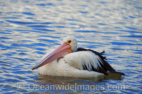 Australian Pelican resting on surface photo