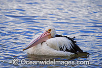 Australian Pelican resting on surface Photo - Gary Bell
