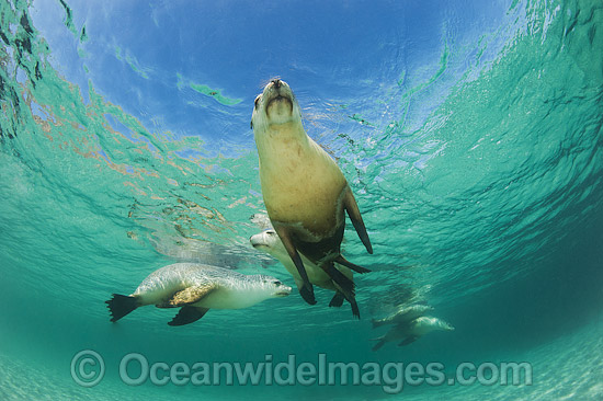 Australian Sea Lion swimming photo Australian Sea Lion swimming photo