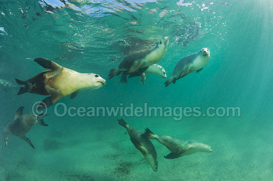 Australian Sea Lion (Neophoca cinerea), bull swimming with females. Found from Houtman Abrolhos, Western Australia, to Kangaroo Island, South Australia. Photo taken at Hopkins Island, South Australia. Classified Endangered on the IUCN Red List. Photo - Gary Bell