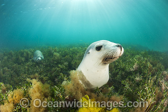 Australian Sea Lion swimming photo Australian Sea Lion swimming photo