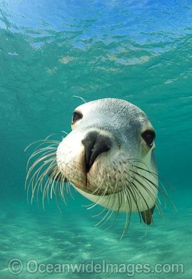 Australian Sea Lion (Neophoca cinerea). Found from Houtman Abrolhos, Western Australia, to Kangaroo Island, South Australia. Photo taken at Hopkins Island, South Australia. Classified Endangered on the IUCN Red List. Photo - Gary Bell Australian Sea Lion (Neophoca cinerea). Found from Houtman Abrolhos, Western Australia, to Kangaroo Island, South Australia. Photo taken at Hopkins Island, South Australia. Classified Endangered on the IUCN Red List. Photo - Gary Bell