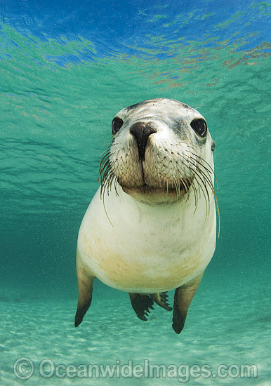 Australian Sea Lion swimming photo