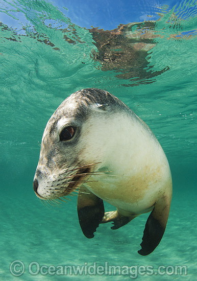 Australian Sea Lion swimming photo