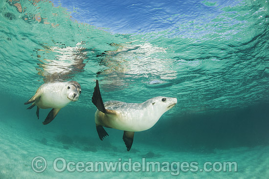 Australian Sea Lion swimming photo
