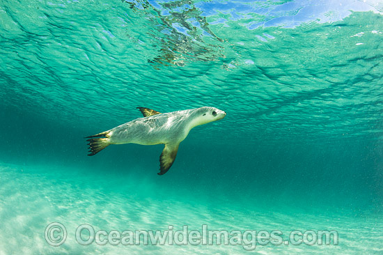 Australian Sea Lion photo