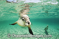 Australian Sea Lion swimming Photo - Gary Bell