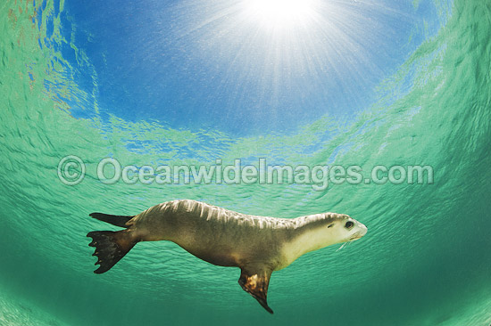 Australian Sea Lion photo