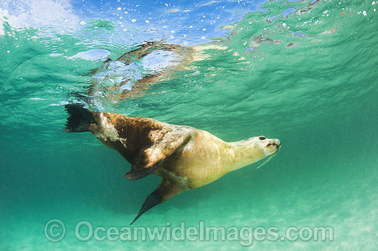 Australian Sea Lion bull photo