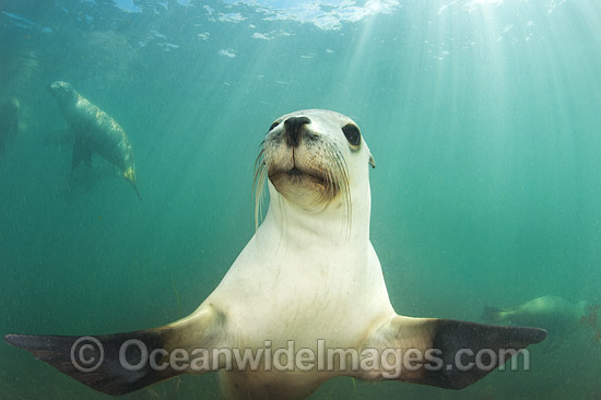 Australian Sea Lion swimming photo Australian Sea Lion swimming photo