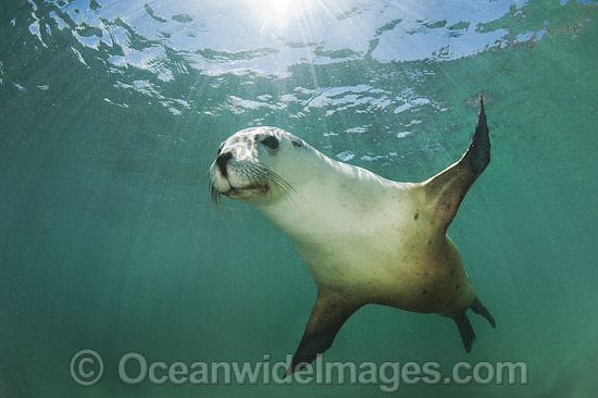 Australian Sea Lion photo