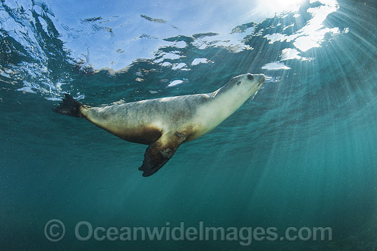 Australian Sea Lion swimming photo Australian Sea Lion swimming photo