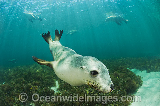 Australian Sea Lion photo Australian Sea Lion photo