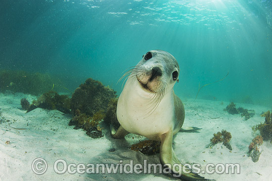Australian Sea Lion swimming photo Australian Sea Lion swimming photo