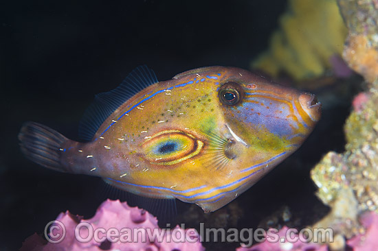Horseshoe Leatherjacket (Meuschenia hippocrepis). Found from Houtman Abrolhos, Western Australia, to Wilsons Promontory, Victoria. Photo taken at Edithburgh, South Australia, Australia. Photo - Gary Bell Horseshoe Leatherjacket (Meuschenia hippocrepis). Found from Houtman Abrolhos, Western Australia, to Wilsons Promontory, Victoria. Photo taken at Edithburgh, South Australia, Australia. Photo - Gary Bell