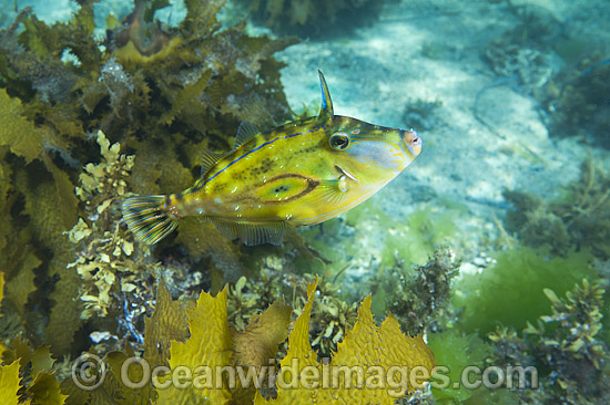 Horseshoe Leatherjacket South Australia photo Horseshoe Leatherjacket South Australia photo