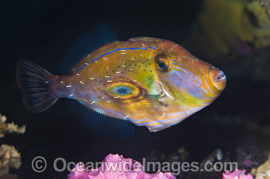 Horseshoe Leatherjacket (Meuschenia hippocrepis). Found from Houtman Abrolhos, Western Australia, to Wilsons Promontory, Victoria. Photo taken at Edithburgh, South Australia, Australia. Photo - Gary Bell Horseshoe Leatherjacket (Meuschenia hippocrepis). Found from Houtman Abrolhos, Western Australia, to Wilsons Promontory, Victoria. Photo taken at Edithburgh, South Australia, Australia. Photo - Gary Bell