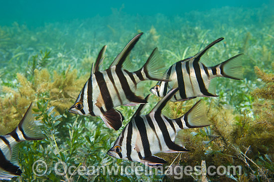 Old Wife (Enoplosus armatus), schooling over sea grass. Found from Kalbarri, Western Australia, to Noosa Head, Queensland. Photo taken at Edithburgh, York Peninsula, South Australia, Australia. Photo - Gary Bell Old Wife (Enoplosus armatus), schooling over sea grass. Found from Kalbarri, Western Australia, to Noosa Head, Queensland. Photo taken at Edithburgh, York Peninsula, South Australia, Australia. Photo - Gary Bell