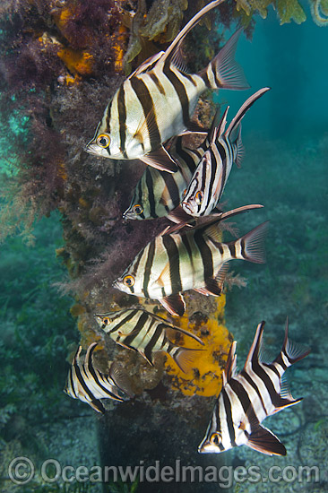 Old Wife around Edithburgh Jetty photo