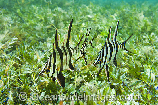 Old Wife (Enoplosus armatus), schooling over sea grass. Found from Kalbarri, Western Australia, to Noosa Head, Queensland. Photo taken at Edithburgh, York Peninsula, South Australia, Australia. Photo - Gary Bell Old Wife (Enoplosus armatus), schooling over sea grass. Found from Kalbarri, Western Australia, to Noosa Head, Queensland. Photo taken at Edithburgh, York Peninsula, South Australia, Australia. Photo - Gary Bell