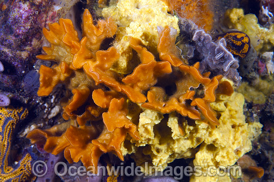 Bryozoan South Australia photo Bryozoan South Australia photo