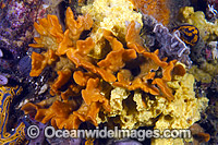 Bryozoan South Australia Photo - Gary Bell
