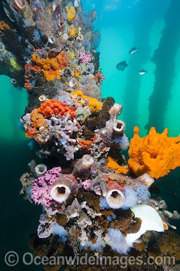 Coralfish at Edithburgh Jetty photo