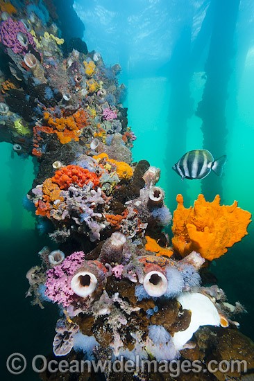 A Moonlighter or Six-banded Coralfish (Tilodon sexfasciatus), swims past exquisitely coloured sponges, tunicates and acsidians that are attached to the timber pylons or pillars of Edithburgh jetty, situated on the York Peninsula, South Australia. Photo - Gary Bell