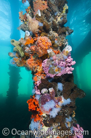 Exquisitely coloured sponges, tunicates and acsidians attached to the timber pylons or pillars of Edithburgh jetty, decorate temperate seascape. York Peninsula, South Australia, Australia. Photo - Gary Bell
