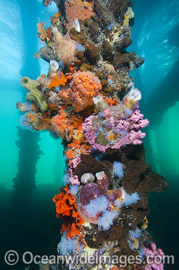 Exquisitely coloured sponges, tunicates and acsidians attached to the timber pylons or pillars of Edithburgh jetty, decorate temperate seascape. York Peninsula, South Australia, Australia. Photo - Gary Bell Exquisitely coloured sponges, tunicates and acsidians attached to the timber pylons or pillars of Edithburgh jetty, decorate temperate seascape. York Peninsula, South Australia, Australia. Photo - Gary Bell