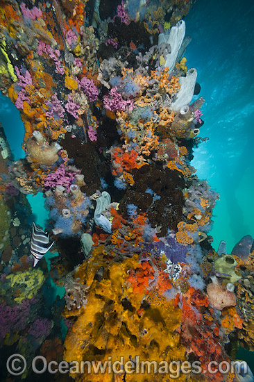 A Tunicate Coralfish or Western Talma (Chelmonops curiosus), swims past exquisitely coloured sponges, tunicates and acsidians that are attached to the timber pylons or pillars of Edithburgh jetty, situated on the York Peninsula, South Australia. Photo - Gary Bell A Tunicate Coralfish or Western Talma (Chelmonops curiosus), swims past exquisitely coloured sponges, tunicates and acsidians that are attached to the timber pylons or pillars of Edithburgh jetty, situated on the York Peninsula, South Australia. Photo - Gary Bell
