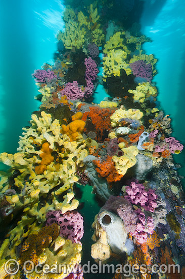 Exquisitely coloured sponges, tunicates and acsidians attached to the timber pylons or pillars of Edithburgh jetty, decorate temperate seascape. York Peninsula, South Australia, Australia. Photo - Gary Bell Exquisitely coloured sponges, tunicates and acsidians attached to the timber pylons or pillars of Edithburgh jetty, decorate temperate seascape. York Peninsula, South Australia, Australia. Photo - Gary Bell