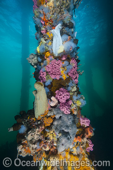 Exquisitely coloured sponges, tunicates and acsidians attached to the timber pylons or pillars of Edithburgh jetty, decorate temperate seascape. York Peninsula, South Australia, Australia. Photo - Gary Bell Exquisitely coloured sponges, tunicates and acsidians attached to the timber pylons or pillars of Edithburgh jetty, decorate temperate seascape. York Peninsula, South Australia, Australia. Photo - Gary Bell