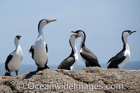Little Pied and Black-faced Cormorants photo