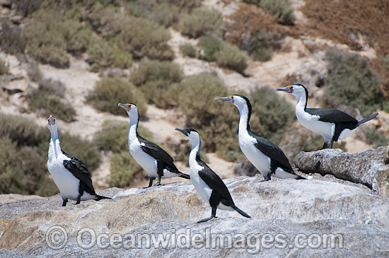 Little Pied and Black-faced Cormorant photo