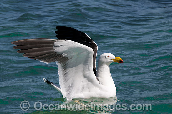 Pacific Gull Larus pacificus photo