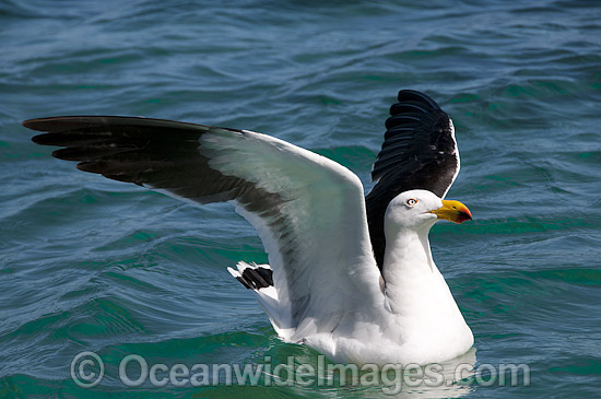 Pacific Gull Australia photo