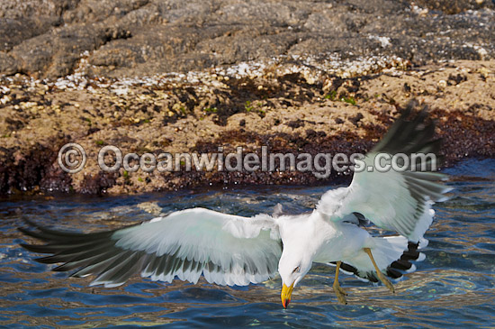 Pacific Gull in flight photo